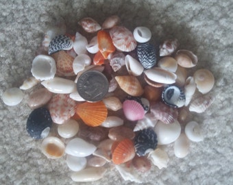 Bulk MINI SEASHELL STONE Mix Zen-Fairy Garden Jewelry Craft Sailors Valentine Teeny Sea Shell Beach Coastal