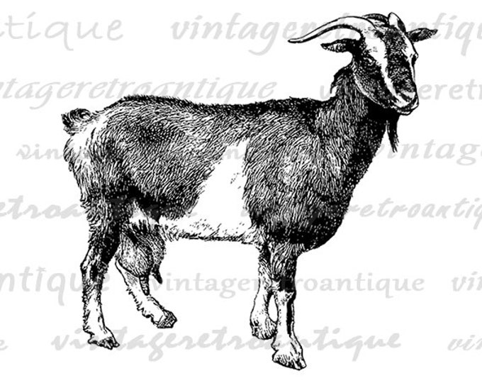 Goat Digital Image Antique Goat Graphic Farm Animal Illustration Download Printable Antique Vintage Clip Art Jpg Png Eps HQ 300dpi No.488