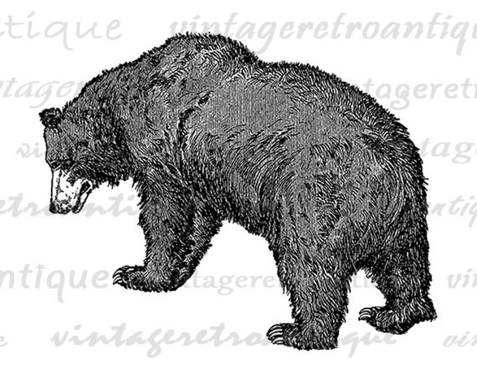 Printable Image Grizzly Bear Download Graphic Digital Illustration Vintage Clip Art Jpg Png Eps HQ 300dpi No.2566