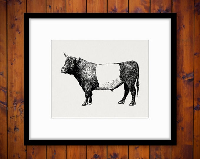 Printable Dutch Belted Bull Cow Graphic Download Digital Image Vintage Clip Art Jpg Png Eps HQ 300dpi No.3524