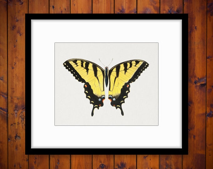 Printable Graphic Yellow Butterfly Image Download Digital Illustration Vintage Clip Art HQ 300dpi No.3883