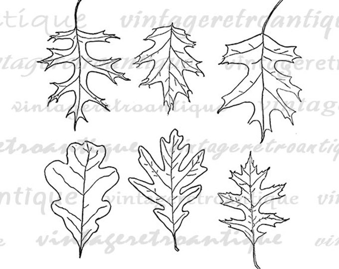 Leaf Image Graphic Printable Leaf Tree Leaves Collection Digital Collage Sheet Download Antique Clip Art Jpg Png Eps HQ 300dpi No.973