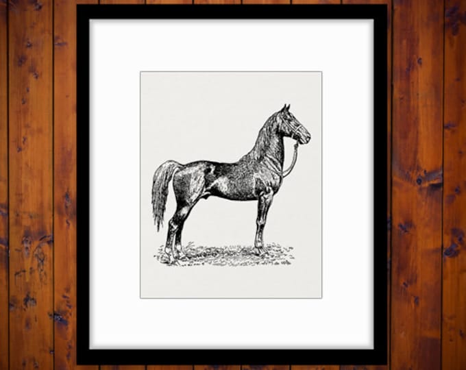 Antique Horse Graphic Digital Printable Farm Animal Download Image Vintage Clip Art Jpg Png Eps HQ 300dpi No.3536