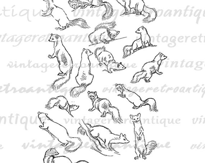 Digital Marten Collage Sheet Graphic Printable Animal Image Download Antique Clip Art Jpg Png Eps HQ 300dpi No.1218