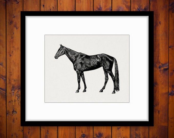 Black Horse Image Printable Digital Download Horse Illustration Graphic Antique Clip Art Jpg Png Eps HQ 300dpi No.2978