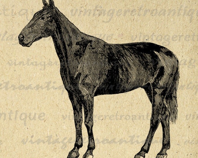 Antique Horse Illustration Digital Image Printable Horse Graphic Download Vintage Clip Art Jpg Png Eps HQ 300dpi No.2931