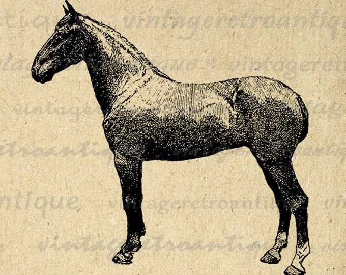 Printable Digital Hackney Mare Horse Image Illustration Download Graphic Vintage Clip Art Jpg Png Eps HQ 300dpi No.3145