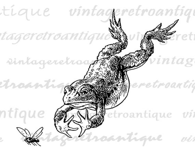 Frog Leaping for Fly Printable Image Graphic Illustrated Digital Download Antique Clip Art for Transfers etc HQ 300dpi No.3154