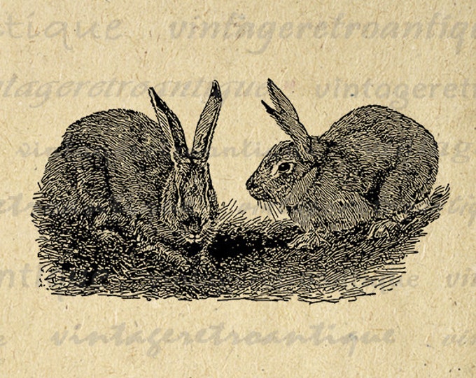 Digital Belgian Hares Rabbits Graphic Image Bunny Download Illustrated Printable Vintage Clip Art Jpg Png Eps HQ 300dpi No.3147