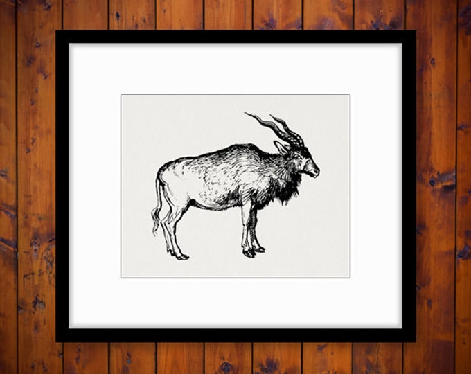 Addax Antelope Graphic Printable Image Animal Artwork Download Digital Antique Clip Art Jpg Png Eps HQ 300dpi No.566