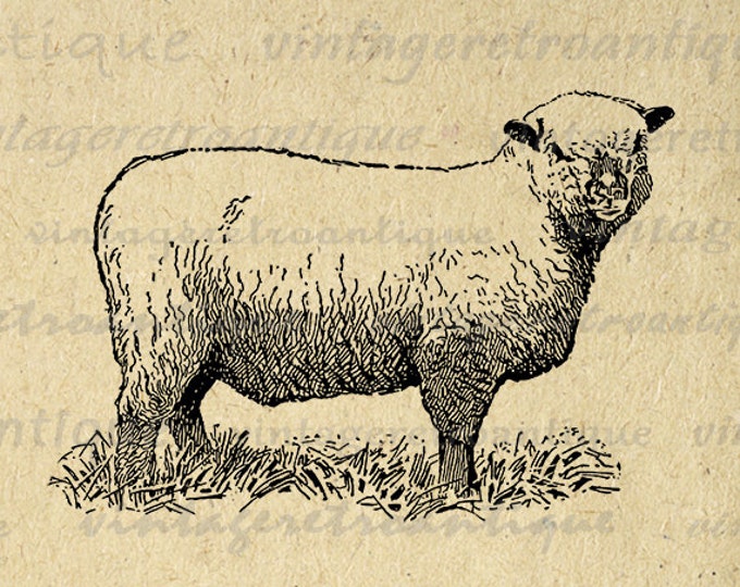 Printable Image Sheep Download Illustration Digital Farm Animal Graphic Antique Clip Art Jpg Png Eps HQ 300dpi No.3156