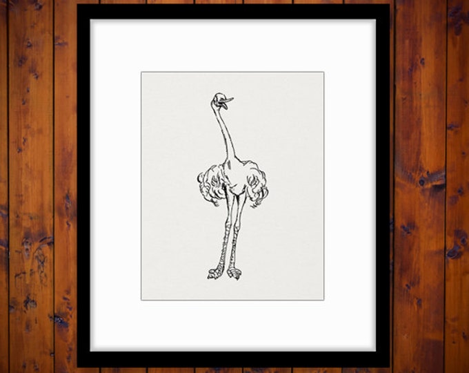 Digital Image Friendly Ostrich Printable Graphic Cartoon Bird Illustration Download Antique Clip Art Jpg Png Eps HQ 300dpi No.2862