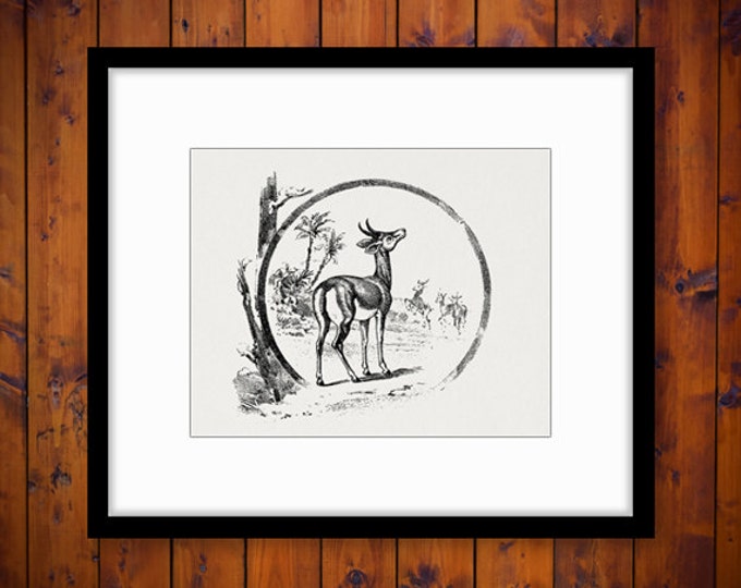 Antelope Digital Printable Download Deer Graphic Animal Image Antique Clip Art Jpg Png Eps HQ 300dpi No.246