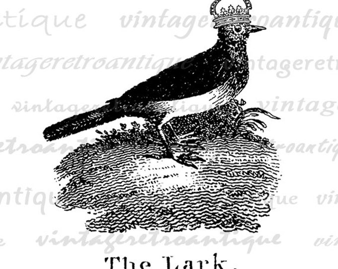 Printable Digital Lark with Crown Graphic Bird Illustration Download Image Vintage Clip Art Jpg Png Eps HQ 300dpi No.1069