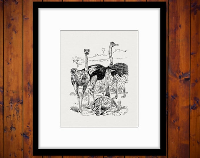 Ostrich Birds Printable Image Graphic Ostriches Digital Illustrated Download Vintage Clip Art Jpg Png Eps HQ 300dpi No.2569