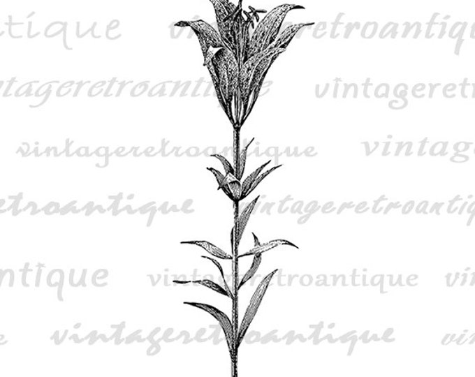 Digital Image Wildflower Graphic Wild Lily Flower Printable Download Vintage Clip Art Jpg Png Eps HQ 300dpi No.2828