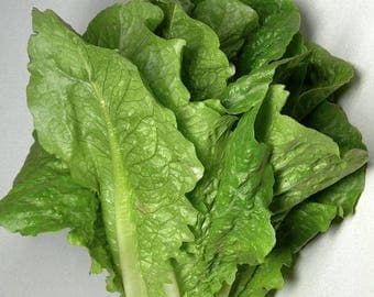 Jericho Romaine Lettuce, OP/Heirloom 50+ seeds