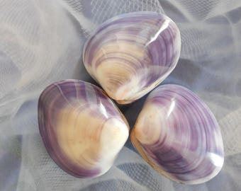 Polished shells | Etsy