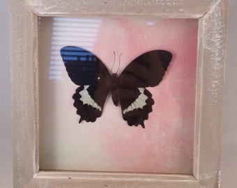 Butterfly, Butterfly Frame, Curiosity, Framed Butterfly, Insect, Handmade, Butterflies, Insect Art, Butterfly Art, Shadowbox, Entomology.