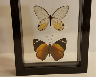 Framed butterflies