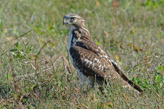 Red Tailed Hawk Hawk In Field Vt Wildlife Raptors For