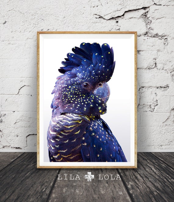 wall printable for decor home LILAxLOLA Cockatoo Navy Print Wall Black Art Blue and by Bird