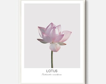 Lotus Flower Print, Lotus Flowers Photo, Flowers Wall Art, Modern Flower Art, Yoga Art Prints, Yoga Namaste Art Prints, Minimalist Decor