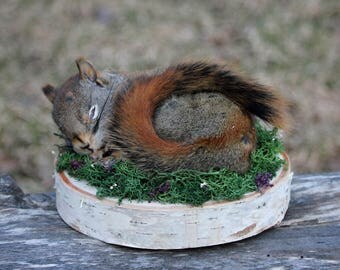 Sleeping Red Squirrel Life-size Taxidermy Mount