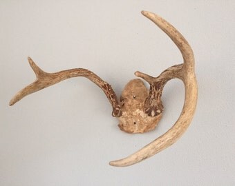 Vintage taxidermy unmounted antlers