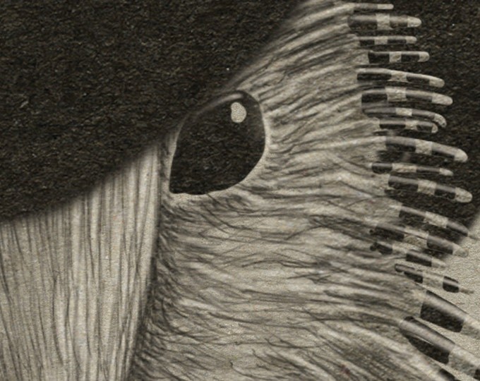 Porcupine- printable digital illustration