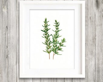 Rosemary Herb Painting Print from my Original Watercolor