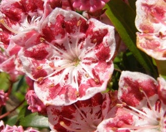 50 MOUNTAIN LAUREL White Pink Red Kalmia Latifolia Shrub Bush Seeds * Comb S/H