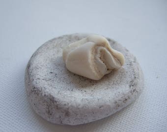 Beach find, Scottish beachcombed tooth, sea pottery base, upcycled desk ornament, natural beach display object, unusual gift, deer tooth