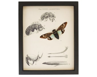Framed Natural History Print Real Cicada Specimen