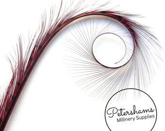 Burnt & Curled and Dyed Pheasant Quill Feather for Millinery, Hat Making Single Feather - Burgundy