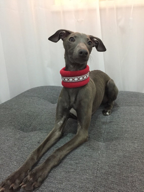 Fleece lined martingale collar for Italian Greyhound