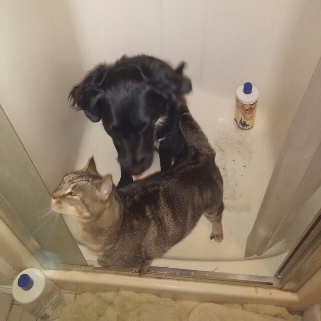 Coconut Dog Toy by on Etsy