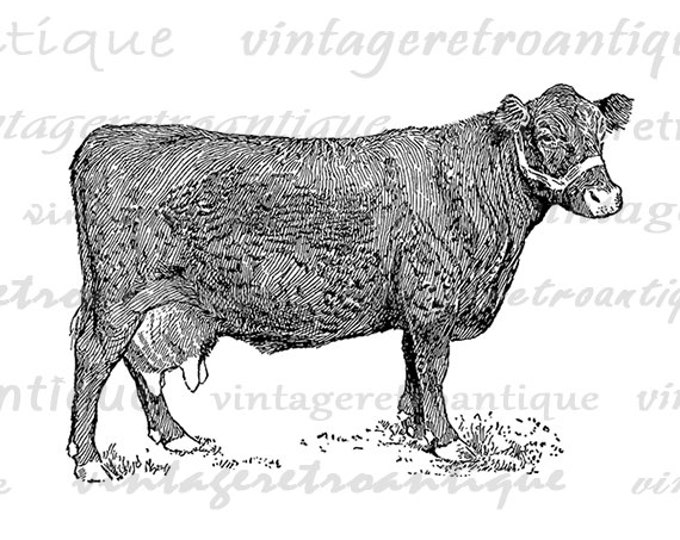 Digital Farm Cow Printable Graphic Illustration Image Download Vintage Clip Art Jpg Png Eps HQ 300dpi No.3174