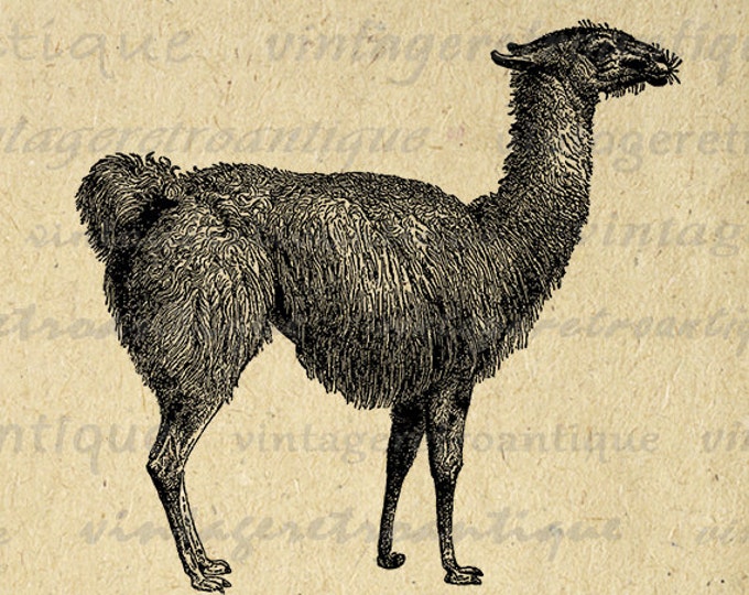 Llama Digital Image Graphic Download Illustration Printable Artwork Vintage Clip Art Jpg Png Eps HQ 300dpi No.2672