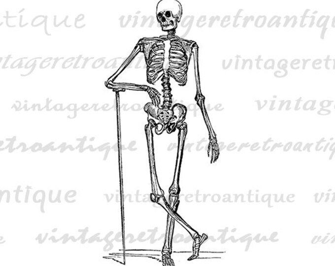 Digital Printable Skeleton Graphic Human Skeleton Download Image Antique Clip Art Jpg Png Eps HQ 300dpi No.575