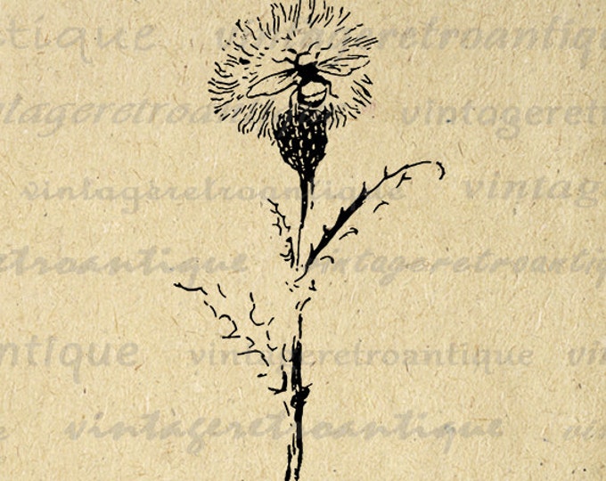 Printable Bee Sitting on Dandelion Digital Download Flower Graphic Insect Image Vintage Clip Art Jpg Png Eps HQ 300dpi No.860