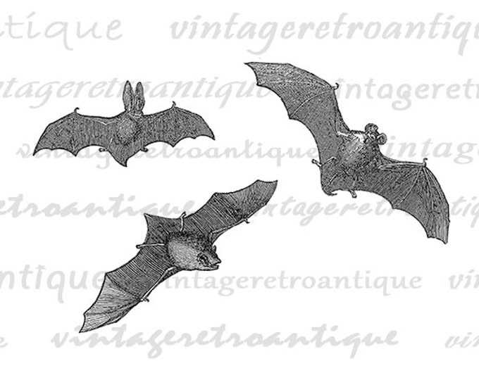 Printable Graphic Three Bats Download Halloween Illustration Digital Image Antique Clip Art Jpg Png Eps HQ 300dpi No.1436