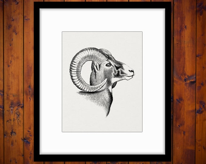 Digital Graphic Goat Download Ram Horns Animal Printable Image Vintage Clip Art Jpg Png Eps HQ 300dpi No.470