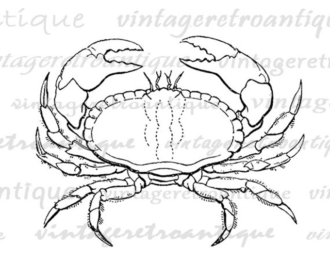 Digital Crab Graphic Printable Ocean Artwork Download Sea Image Jpg Png Eps HQ 300dpi No.587