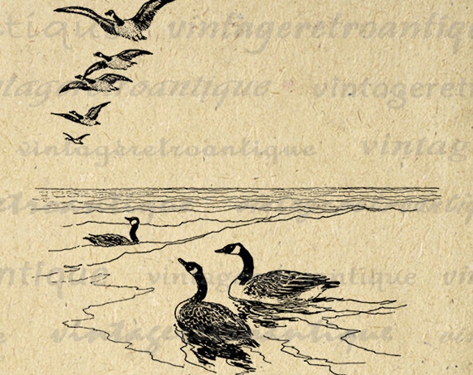 Geese Birds Digital Image Graphic Goose Download Printable Artwork Vintage Clip Art Jpg Png Eps HQ 300dpi No.2152