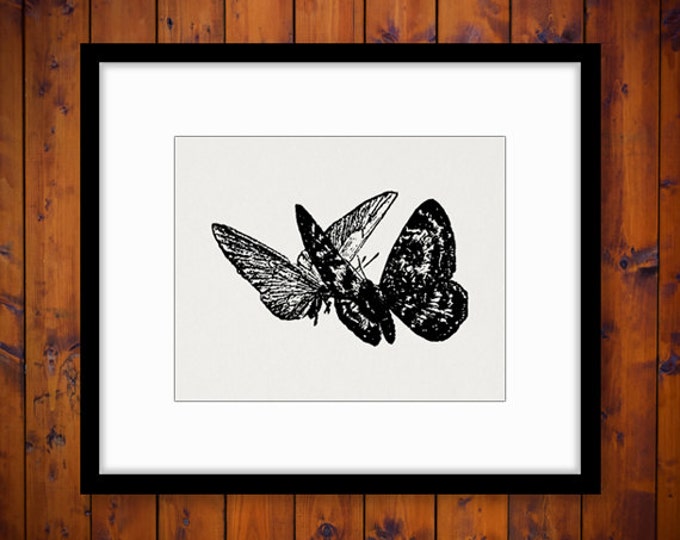 Printable Butterflies Antique Digital Download Graphic Image Illustration Vintage Clip Art Jpg Png Eps HQ 300dpi No.2388