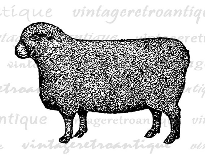 Sheep Digital Image Graphic Farm Animal Download Illustration Printable Vintage Clip Art Jpg Png Eps HQ 300dpi No.1214