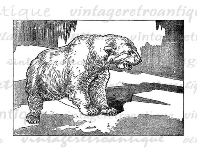 Polar Bear Digital Graphic Image Polar Bear Download Illustration Printable Vintage Clip Art Jpg Png Eps HQ 300dpi No.2578 Polar Bear Digital Graphic Image Polar Bear Download Illustration Printable Vintage Clip Art Jpg Png Eps HQ 300dpi No.2578