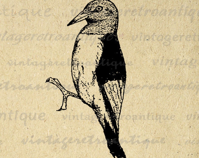 Antique Bird Graphic Digital Download Vintage Woodpecker Image Printable Clip Art Jpg Png Eps HQ 300dpi No.254