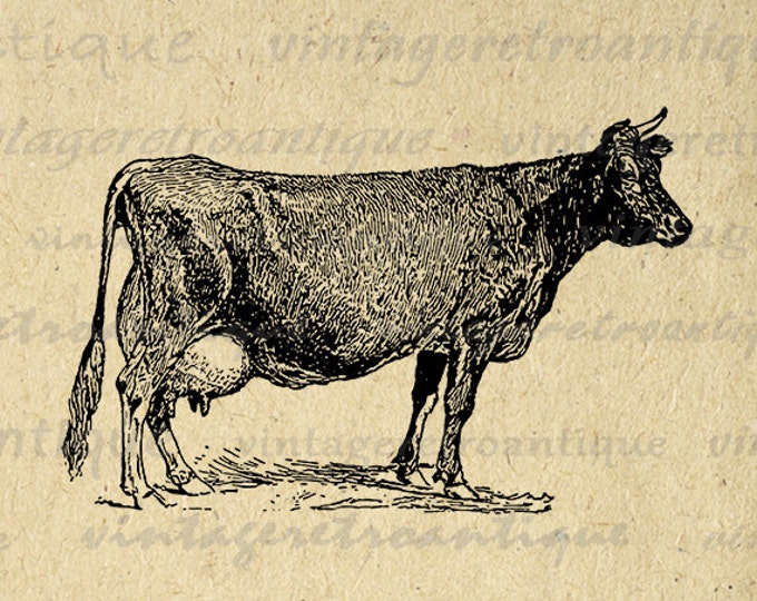 Digital Image Antique Cow Graphic Farm Animal Download Illustration Printable Vintage Clip Art Jpg Png Eps HQ 300dpi No.3138